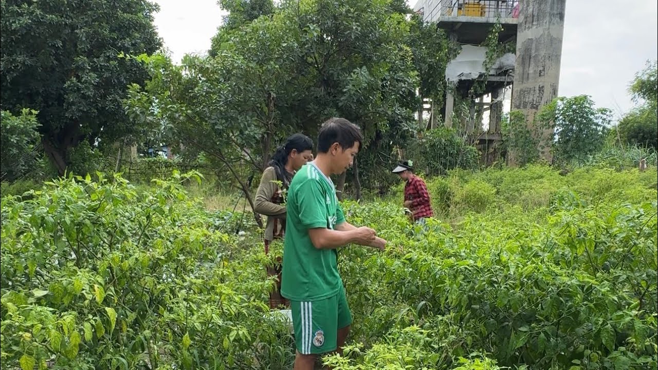 ទឹកឡើងលិចចំការម្ទេសអ្នកទន្លេជិតអស់ហើយ