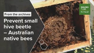 Prevent Small Hive Beetle Australian Native Bees