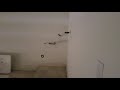 12350 w Domino part 2