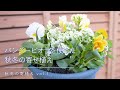 【秋冬の寄せ植え】パンジービオラを使った秋冬の寄せ植え