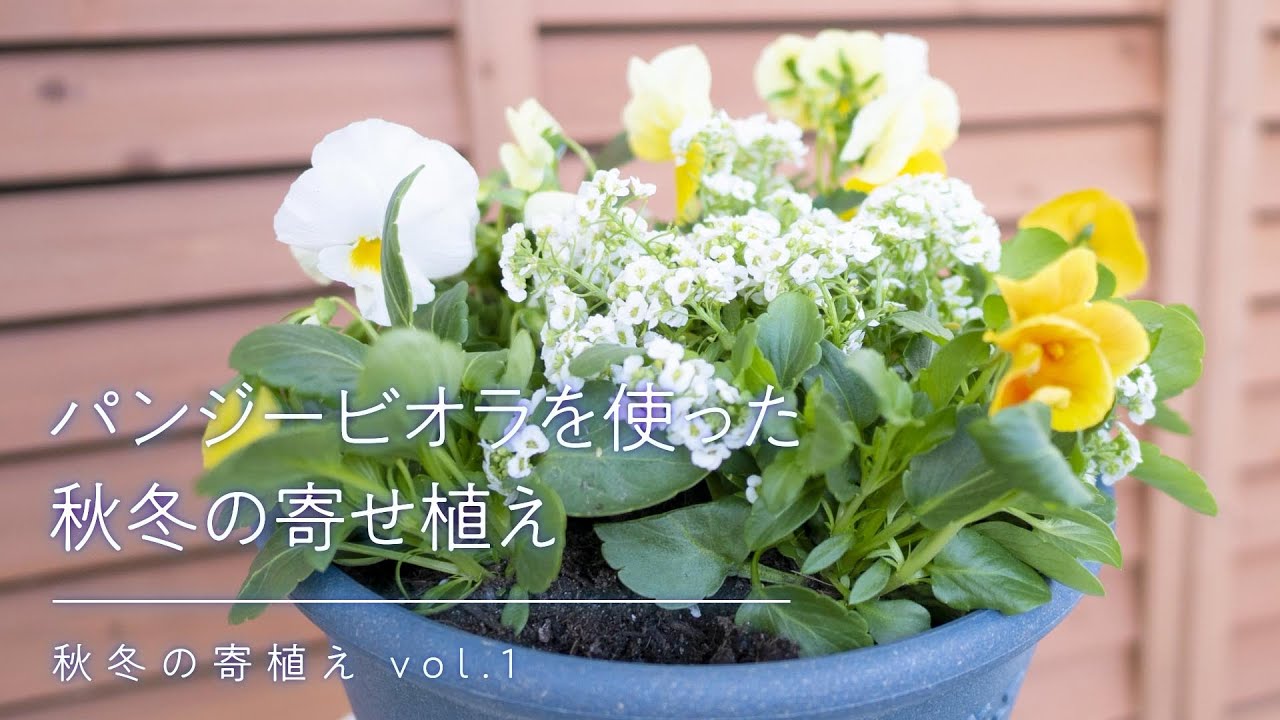 植え パンジー 寄せ