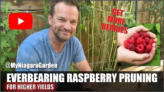 Famous EVERBEARING RASPBERRY PRUNING: Get more yields from healthier canes | MyNiagaraGarden Profile