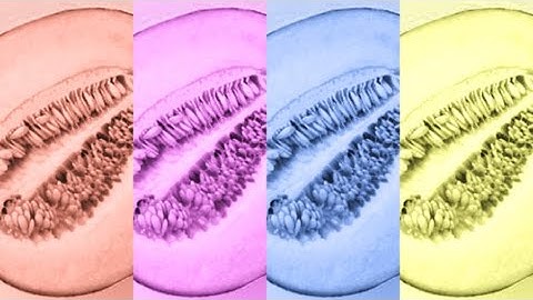 Intro Official Spectrum Video