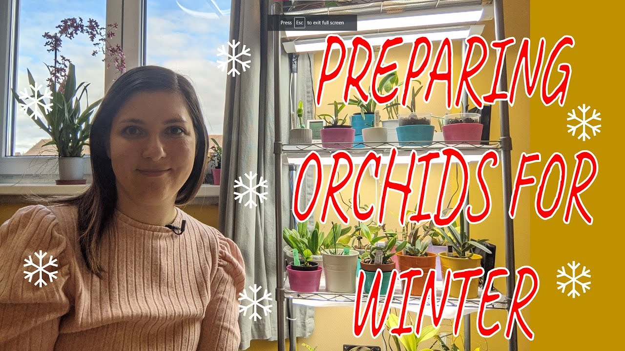 Preparing orchids for winter - adjusting light, temperature and watering