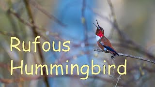 Rufous Hummingbird and Friends (Nikon Z8, NIKKOR Z 180600mm f/5.66.3 VR)