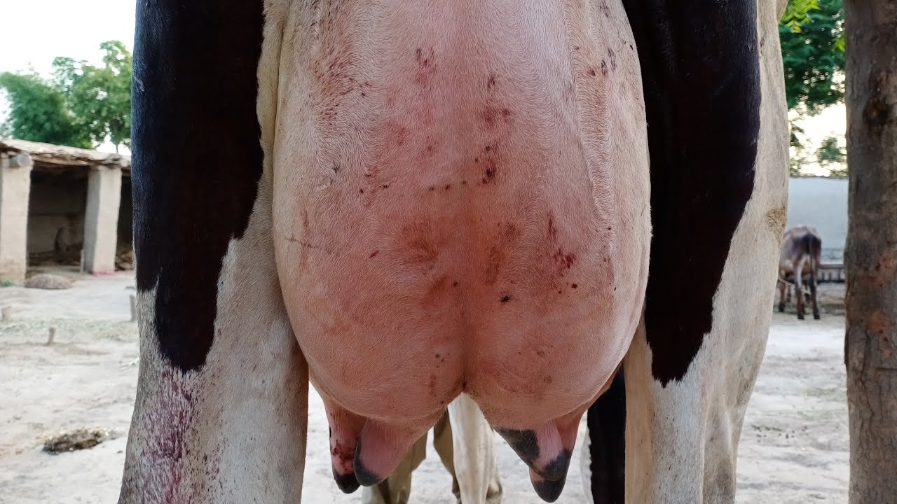 friesian sahiwal cross cow for sale on in Pakistan June 3, 2020