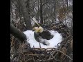 Love of mother eagle for her babies