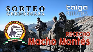 RECECHO DE MACHO MONTÉS GREDOS | RESERVA DE CAZA LA SIERRA | GREDOSCAZA | TAIGA PRODUCCIONES