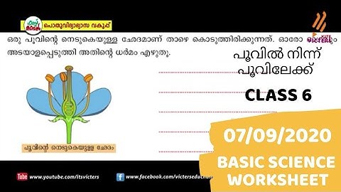 Class 6 | Basic Science | Flower to Flower Part 1 | Worksheet | Kite Victers First bell