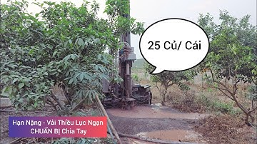 Vải Thiều Đã Đậu Quả-  Giếng Cạn Mà Trời Không Mưa Thì Ăn Gì l Núi Đồi Lục Ngạn