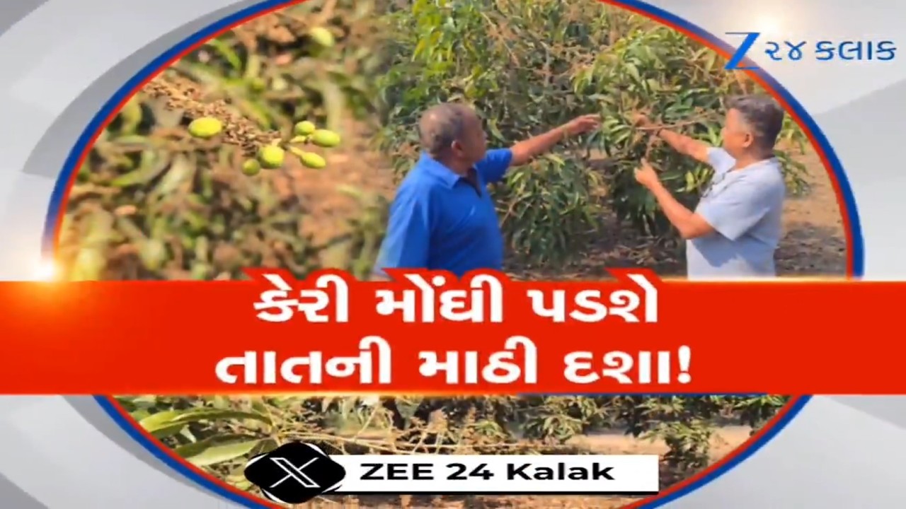 Valsad: કેરીનો સ્વાદ ખાટો એટલે મોંઘો થશે! કેરીના આંબા પર આવેલા મોર બળી ગયા, તાતની માઠી દશા