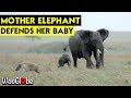 Mother elephant protects baby  wooglobe