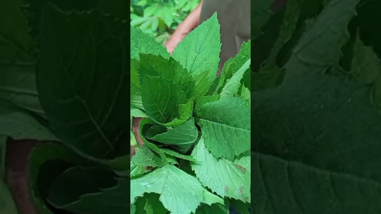 rumput liar yg bisa dimakan, banyak di temukan tapi jarang yg tau