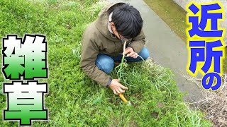 釣りよかハウスの裏で取れる雑草を食す！！