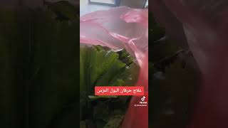 علاج التهابات مثانه وحرقان البول بعشبة واحده طبيعيه دخالد محمد المدهون