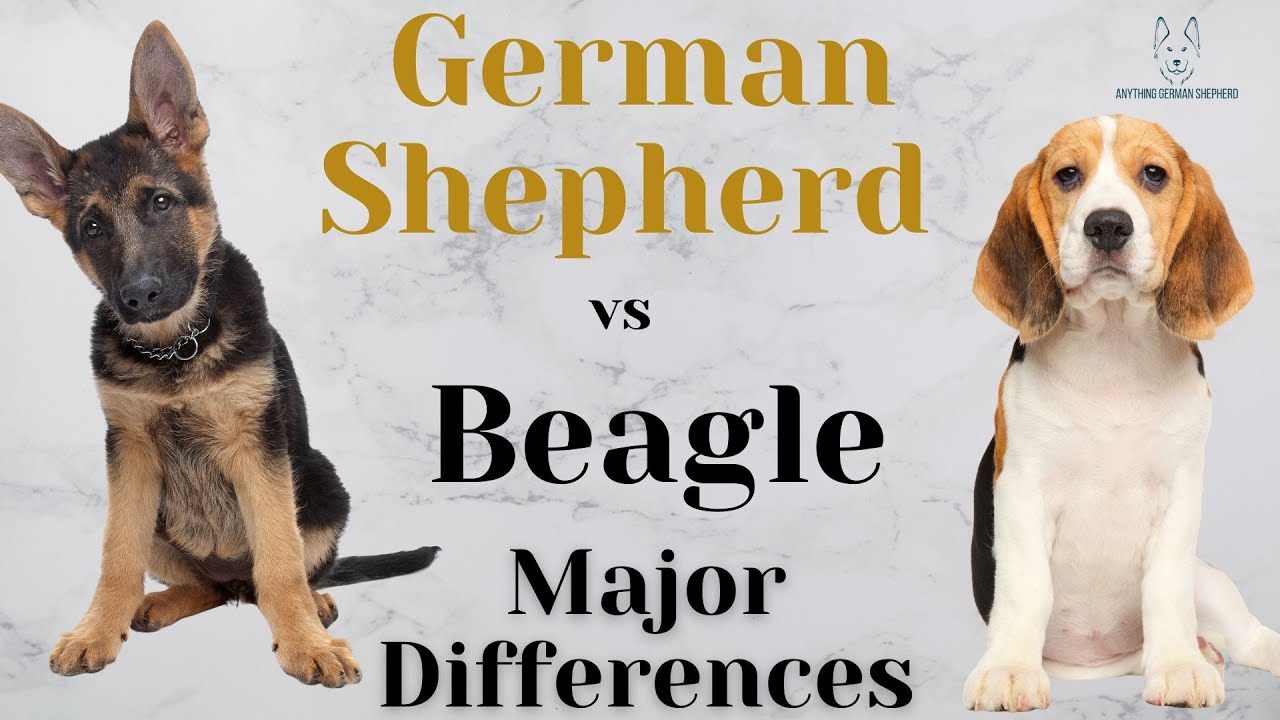 German Shepherd vs Beagle: Major Differences - YouTube