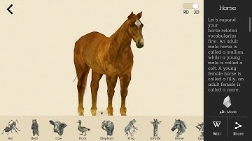 HOW TO USE ANIMAL 4D   Augmented Reality Flashcards