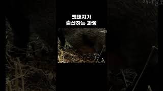 멧돼지 출산 vlog