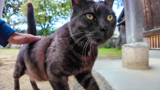 神社で座っていたら黒猫ちゃんが遠くからこっちに歩いてきた