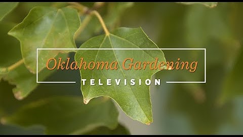 2023 Oklahoma Proven Tree: Trident Maple