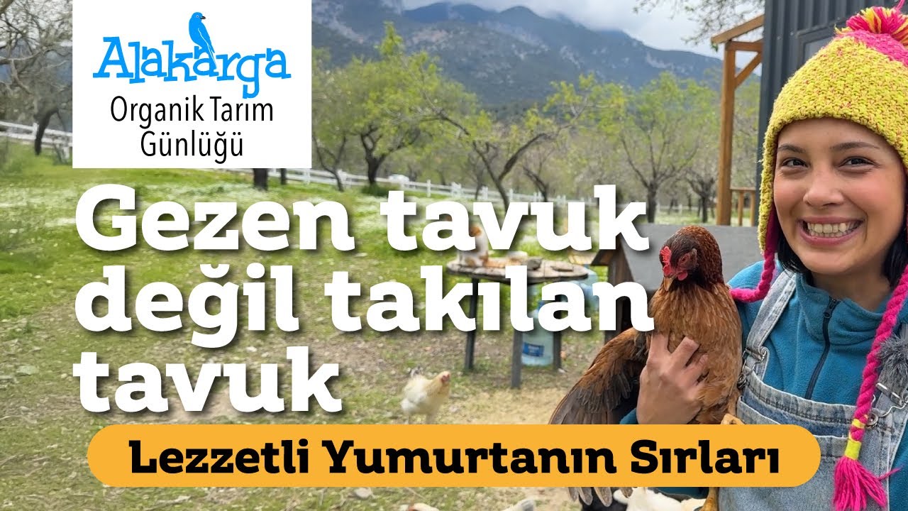 Tavuk Yetiştirme/ Gezen Tavuk/ Lezzetli Yumurta Üretmenin Tüyoları [2025]