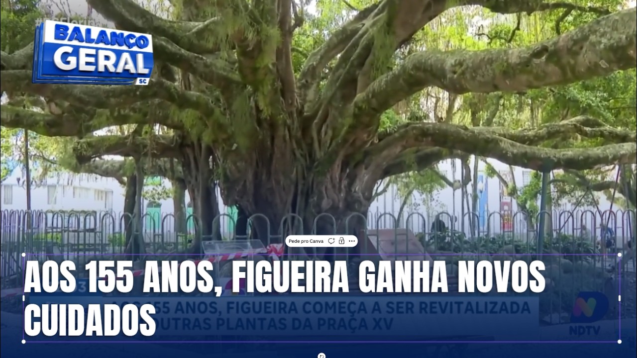 Figueira de Florianópolis começa a ser revitalizada aos 155 anos
