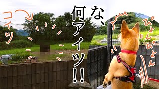 夕涼みに現れた珍客……【大興奮の犬】