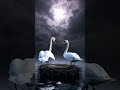 Dancing Ducks and the Silly Swan 🦢 #kidzmix #funny #cartoon #cute #art #anime #animals #asmr #happy