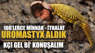 #KÇ18 UROMASTYX SAHİBİ OLDUK! OTOBUR KERTENKELE