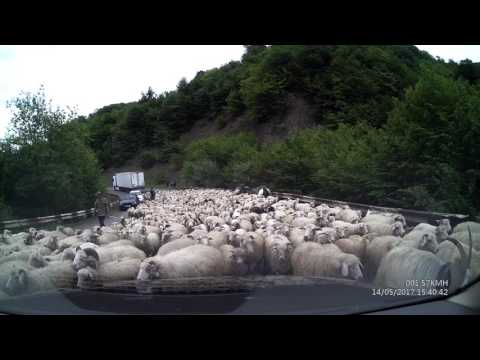 ცხვრის გარემოცვაში