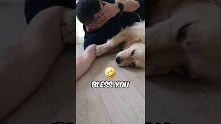 Watch This Den Retriever Go From A To Ah-Choo