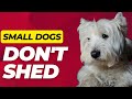 10 Small Dog Breeds That Dont Shed