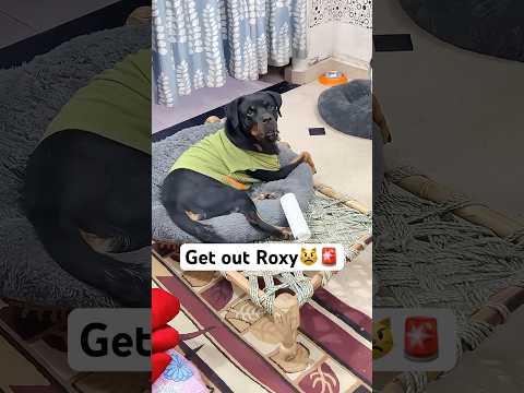 Final Warning ‼️ 🚨 #shorts #dog #husky #trendingsong