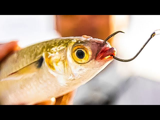 Rocky Shore Fishing with Live Mullet! 