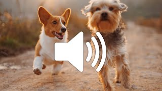 Dog Barking Sound Effect - Copyright free screenshot 1