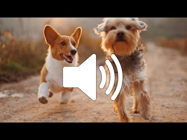 Dog Barking Sound Effect - Copyright free class=