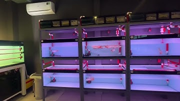 Review Những Em Đuôi Càng Đẹp Huyết Rồng | HungNgo Aro