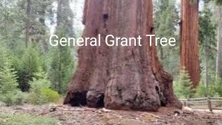 General Grant Tree, Sequoia National Park