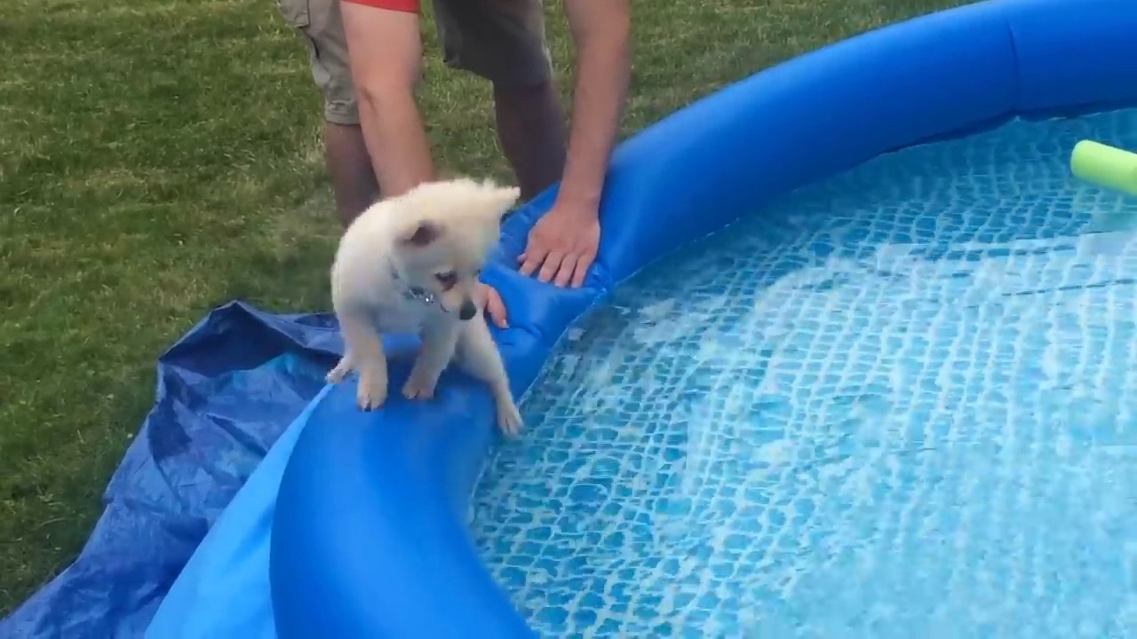 Pomeranian Puppy Learns to Swim YouTube