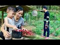 Pao wants to stay with huong to take care of baby bon  huong harvests chili peppers on a rainy day