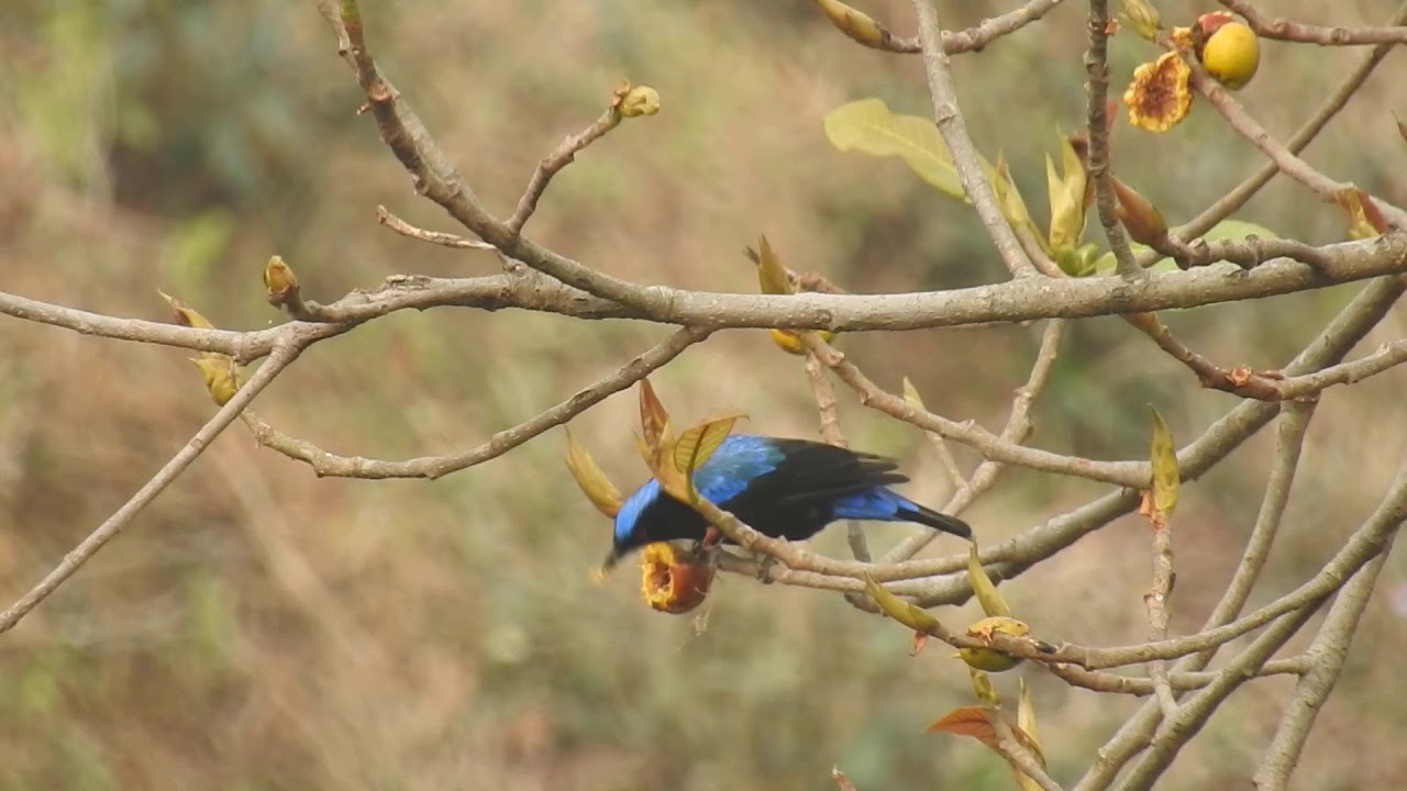 Asian fairy bluebird 