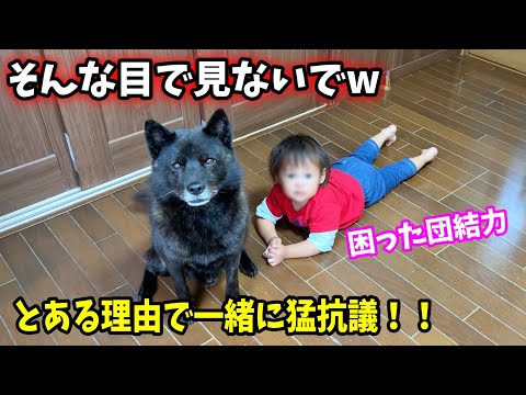【仲良すぎ】とあることを言ったら、一緒に猛抗議されました【甲斐犬一休と猫のしずく】