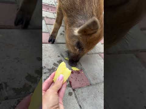 Картошка-сами кушайте😁 #hunting #животные #лесной #animals #кабан #pig #собака #тикток