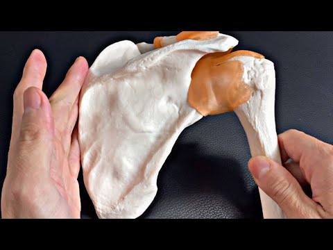 Anatomy of scapula and how to remember anatomy (English)
