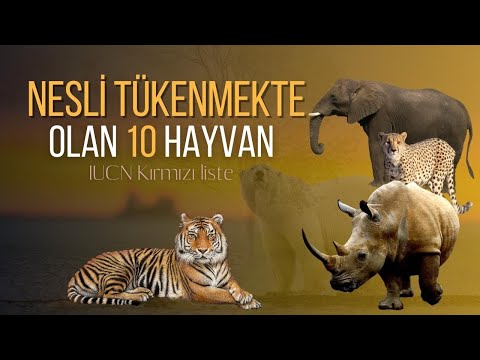 Nesli Tükenme Tehlikesinde Olan Hayvanlar