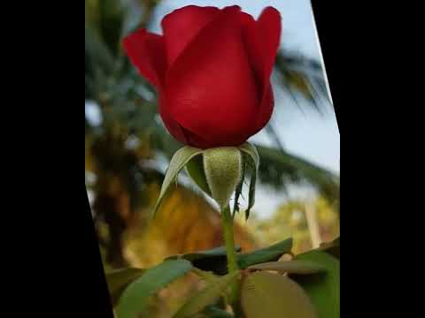 beautiful Red Rose images/rose picture for dp/#shorts#rose/WhatsApp DP images/Red Rose flower images