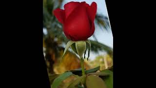 beautiful Red Rose images/rose picture for dp/#shorts#rose/WhatsApp DP images/Red Rose flower images screenshot 1