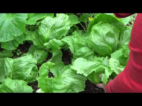 Video: Korrekt Odling Av Plantor