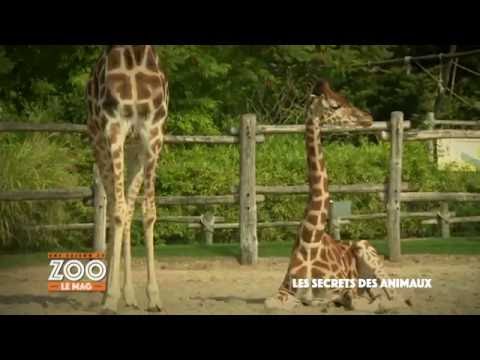 Vidéo: Comment Dort Une Girafe