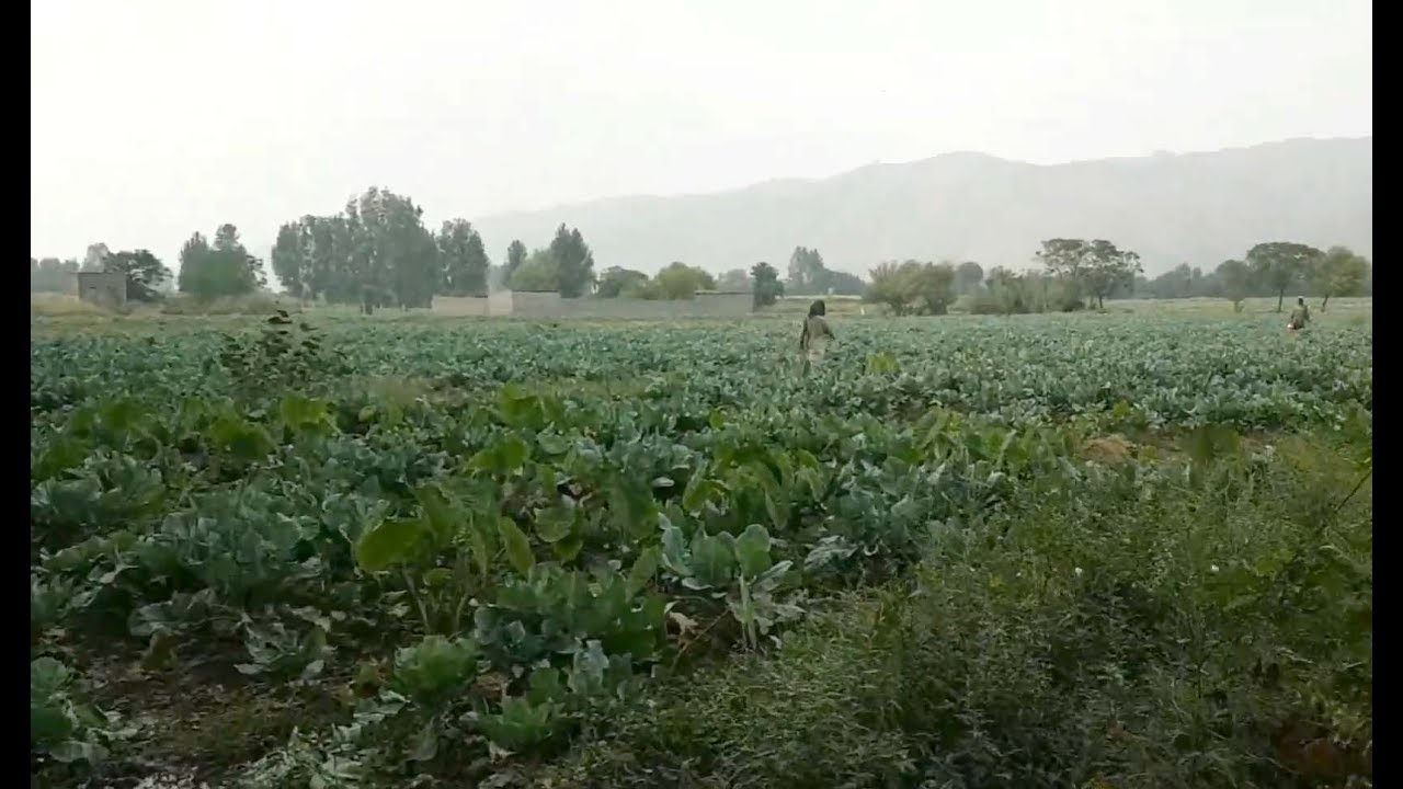 Huge Cabbage and Corn Field at Haripur Hazara npk acuario